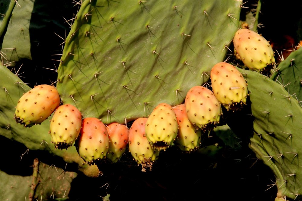 Dikenli İncire Talep Arttı