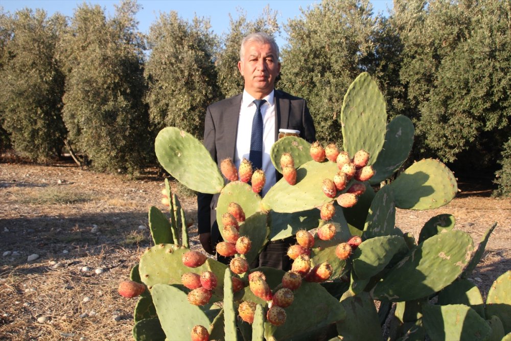 Dikenli İncire Talep Arttı