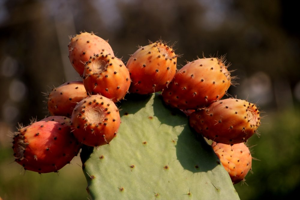 Dikenli İncire Talep Arttı