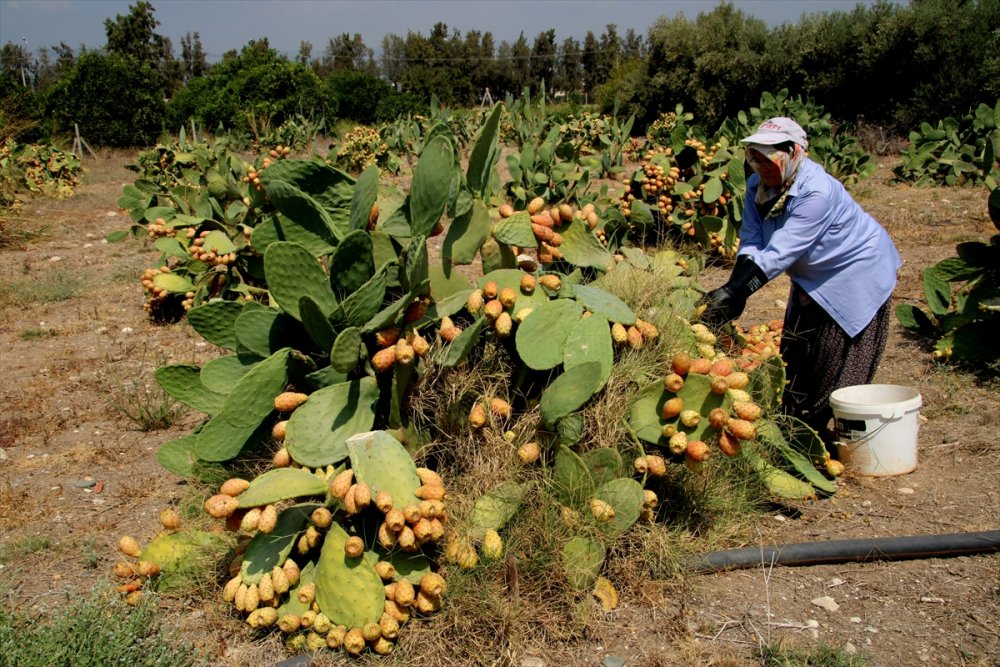 Dikenli İncire Talep Arttı