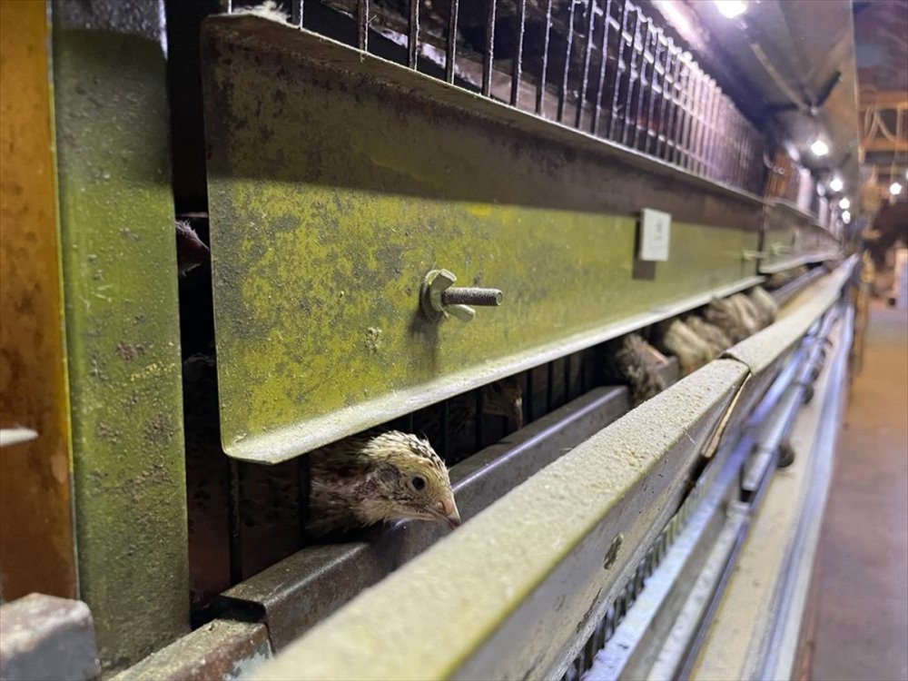 Karaman'da Yetiştiriliyor Irkı İçin İddialı