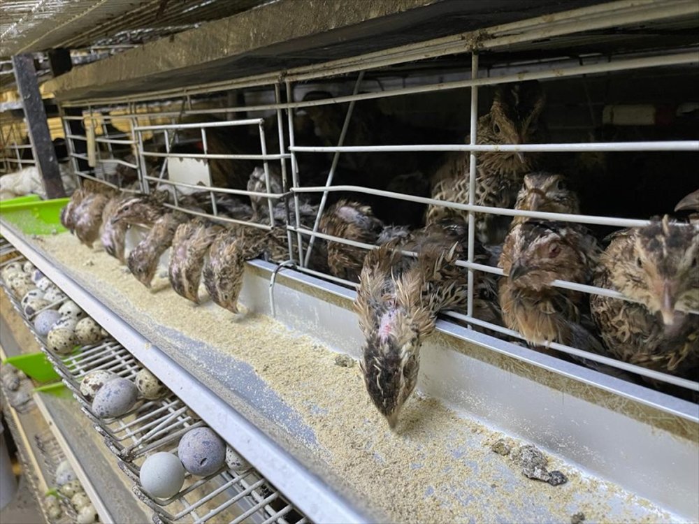 Karaman'da Yetiştiriliyor Irkı İçin İddialı