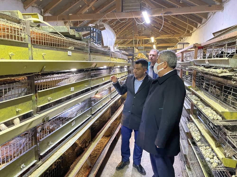 Karaman'da Yetiştiriliyor Irkı İçin İddialı