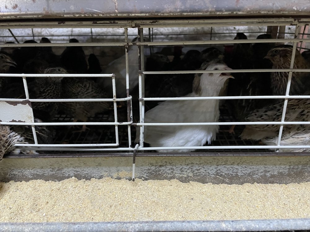 Karaman'da Yetiştiriliyor Irkı İçin İddialı