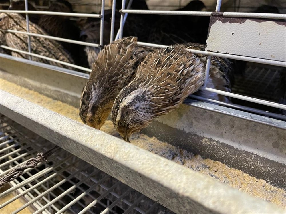 Karaman'da Yetiştiriliyor Irkı İçin İddialı