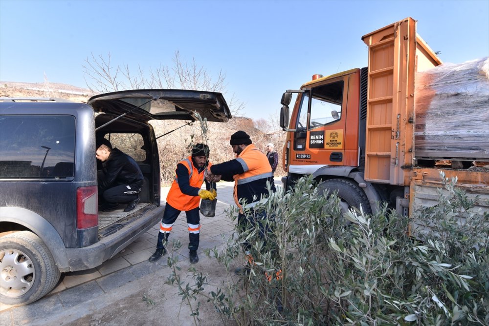 Hadim ve Güneysınır'da Zeytin Üretimi Hamlesi