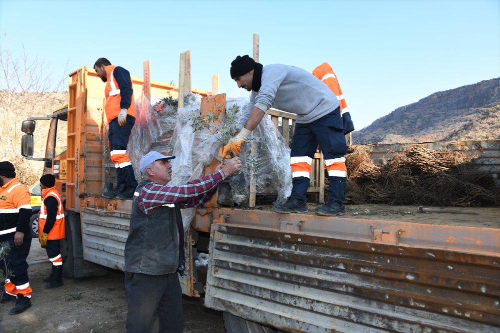 Hadim ve Güneysınır'da Zeytin Üretimi Hamlesi