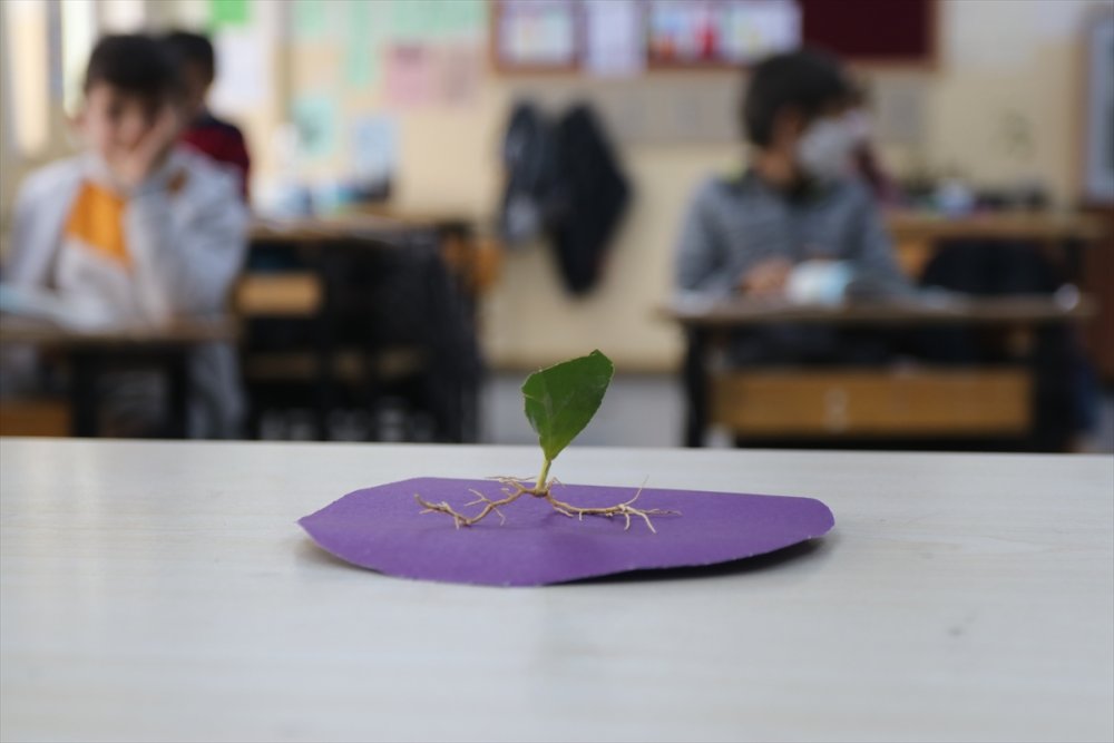 Öğrencilerin Yediği Meyvelerin Çekirdeği Fidana Dönüşüyor