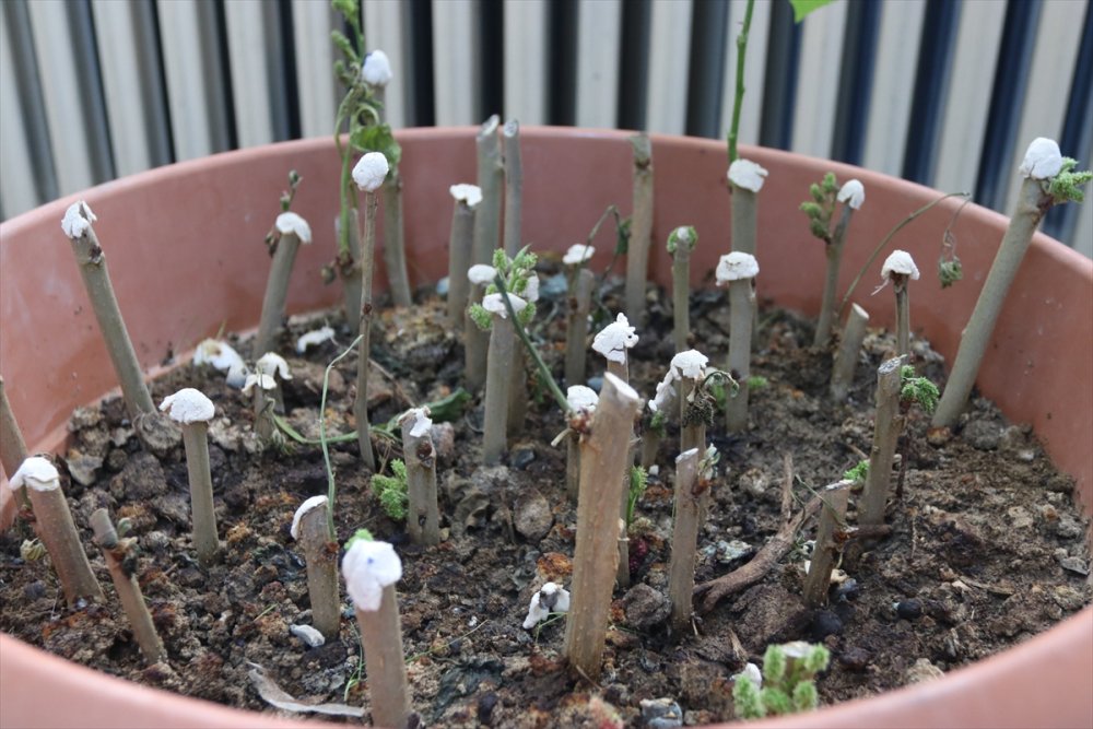 Öğrencilerin Yediği Meyvelerin Çekirdeği Fidana Dönüşüyor