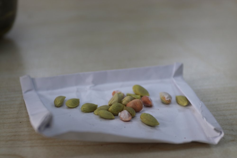 Öğrencilerin Yediği Meyvelerin Çekirdeği Fidana Dönüşüyor