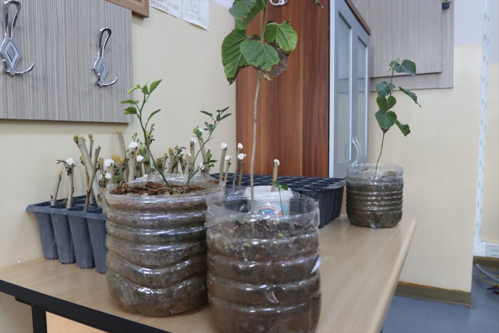 Öğrencilerin Yediği Meyvelerin Çekirdeği Fidana Dönüşüyor