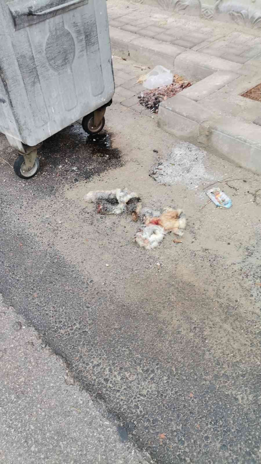 Karaman'da Kedilere Eziyet İhbarı Harekete Geçirdi