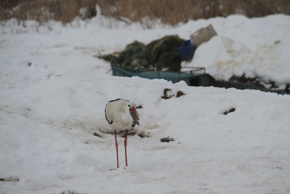 Konya'da Göç Etmeyen Leylek Fotoğrafçıların da İlgi Odağı Oldu Göç Etmeyen Leylek Fotoğrafçıların Da İlgi Odağı Oldu