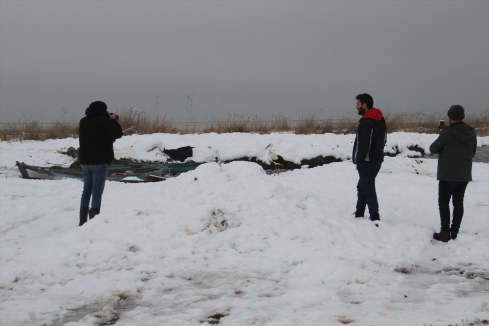 Konya'da Göç Etmeyen Leylek Fotoğrafçıların da İlgi Odağı Oldu Göç Etmeyen Leylek Fotoğrafçıların Da İlgi Odağı Oldu