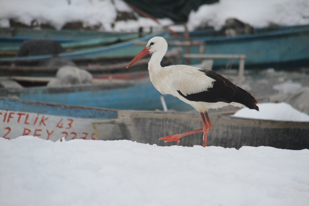 Konya'da Göç Etmeyen Leylek Fotoğrafçıların da İlgi Odağı Oldu Göç Etmeyen Leylek Fotoğrafçıların Da İlgi Odağı Oldu