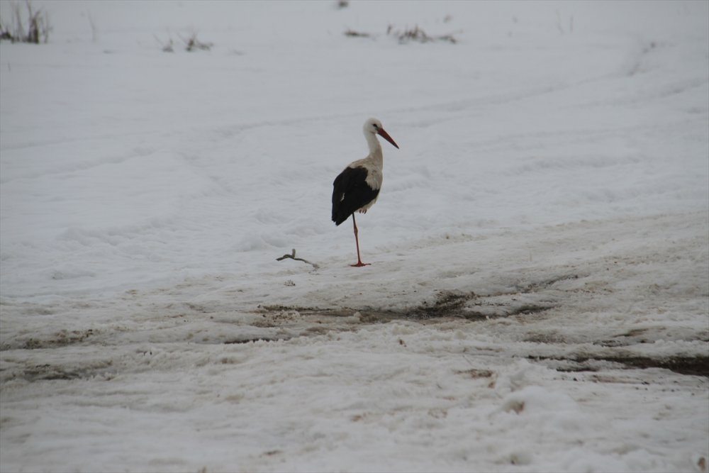 Konya'da Göç Etmeyen Leylek Fotoğrafçıların da İlgi Odağı Oldu Göç Etmeyen Leylek Fotoğrafçıların Da İlgi Odağı Oldu