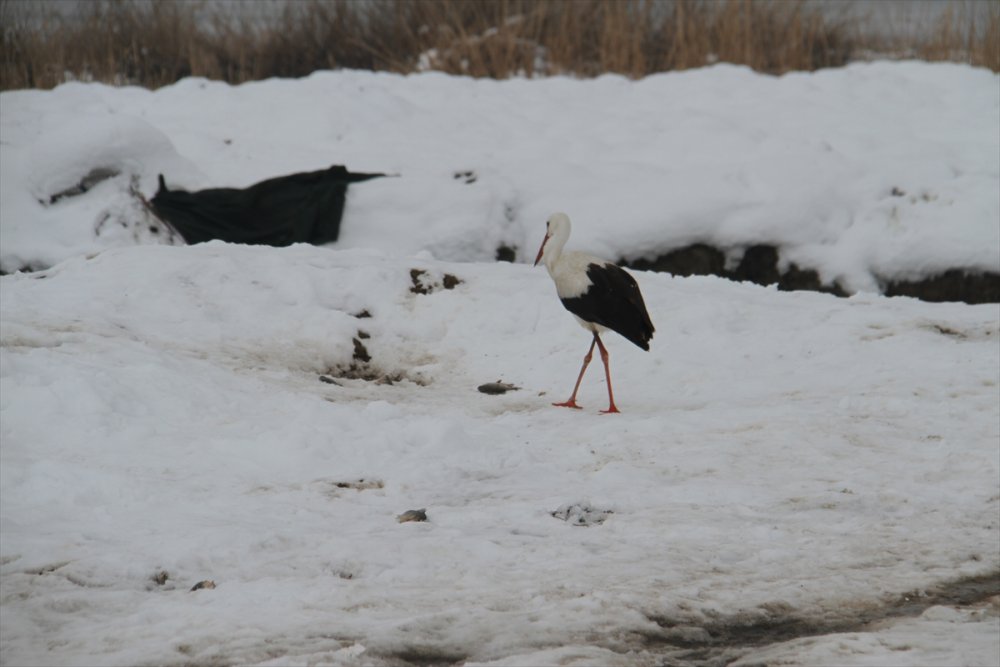 Konya'da Göç Etmeyen Leylek Fotoğrafçıların da İlgi Odağı Oldu Göç Etmeyen Leylek Fotoğrafçıların Da İlgi Odağı Oldu