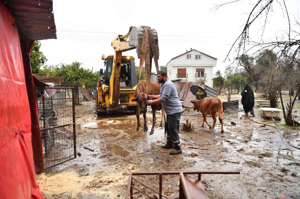 Talihsiz İnek 3 Gün Kıpırdayamadı