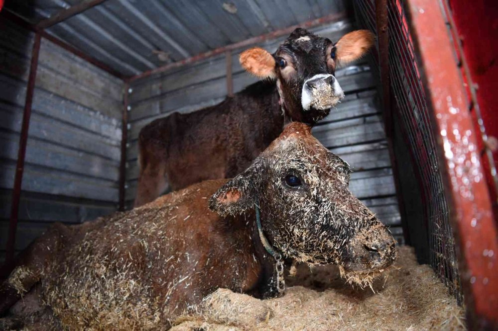 Talihsiz İnek 3 Gün Kıpırdayamadı