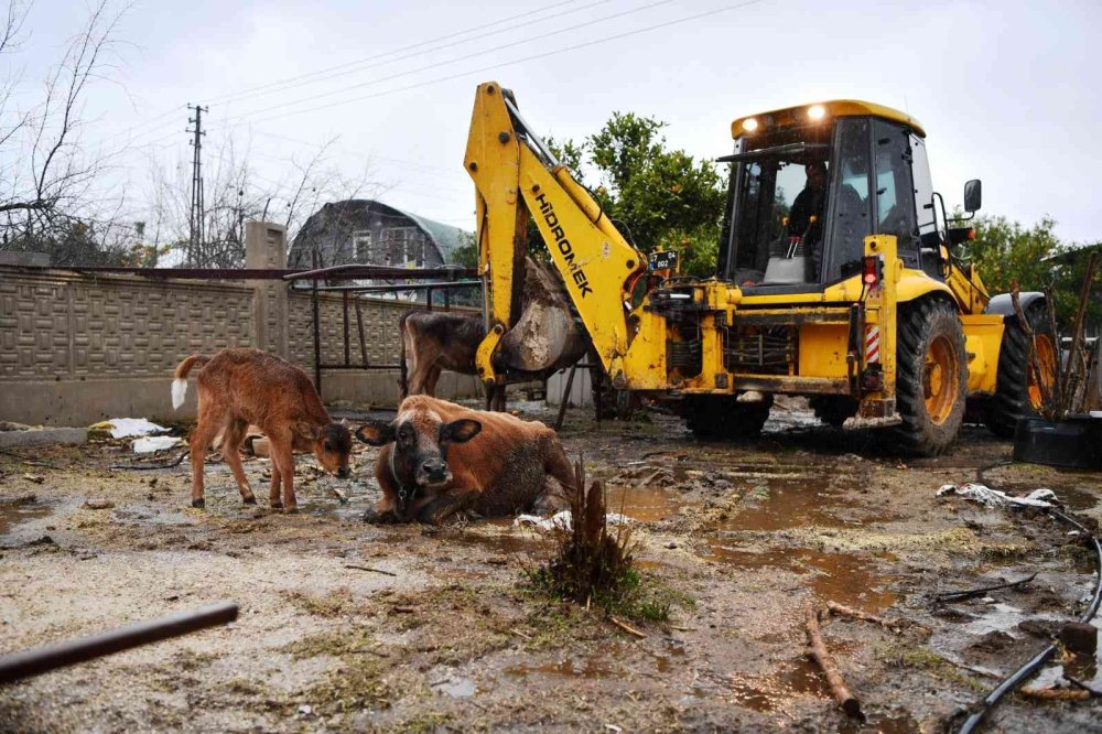 Talihsiz İnek 3 Gün Kıpırdayamadı