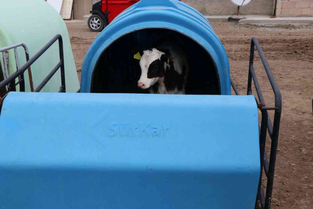 Aksaray'da Hayvancılığa 22 Milyon Liralık 257 Proje