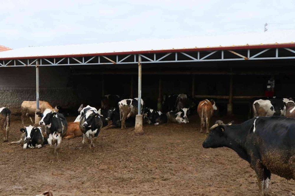 Aksaray'da Hayvancılığa 22 Milyon Liralık 257 Proje