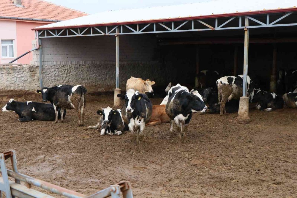 Aksaray'da Hayvancılığa 22 Milyon Liralık 257 Proje