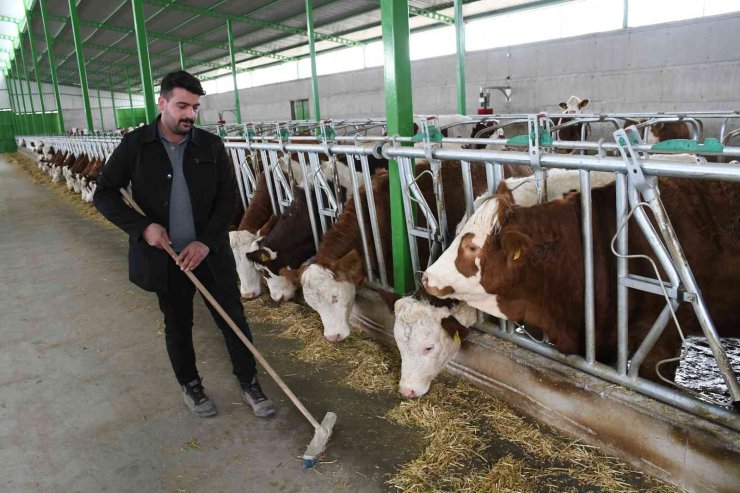 Sanal Gerçeklik Gözlüğüyle İneklerin Süt Verimliliği Arttı