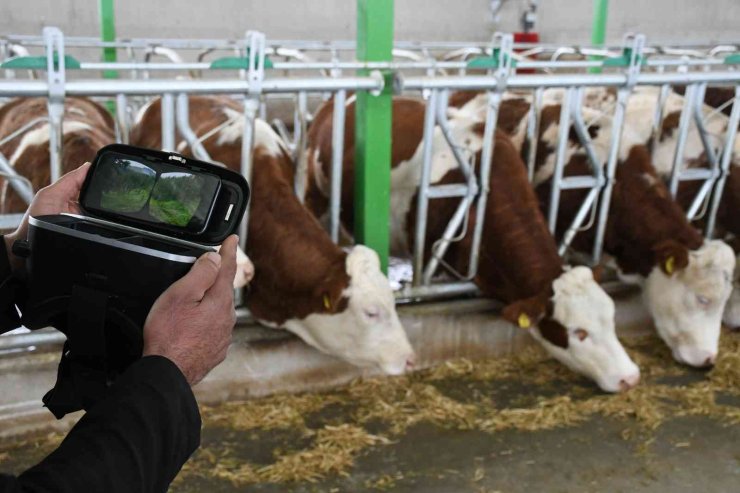 Sanal Gerçeklik Gözlüğüyle İneklerin Süt Verimliliği Arttı