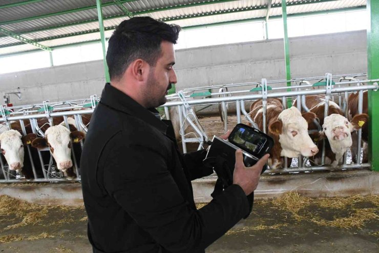 Sanal Gerçeklik Gözlüğüyle İneklerin Süt Verimliliği Arttı