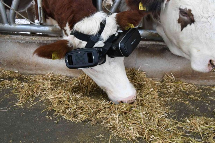 Sanal Gerçeklik Gözlüğüyle İneklerin Süt Verimliliği Arttı