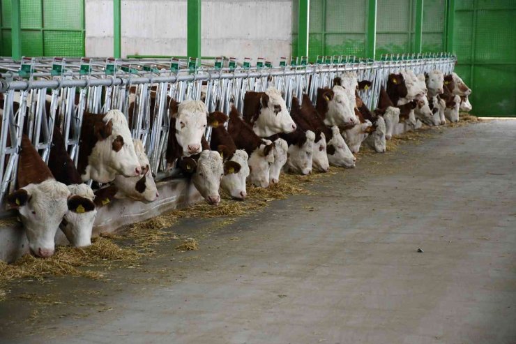 Sanal Gerçeklik Gözlüğüyle İneklerin Süt Verimliliği Arttı