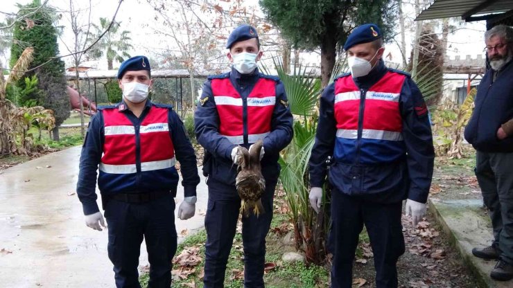 Avcıların Vurduğu Şahin Otelin Tenis Kortunda Yaralı Halde Bulundu