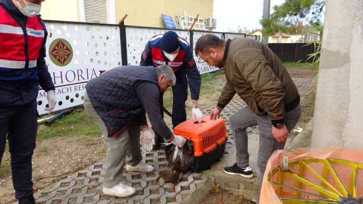 Avcıların Vurduğu Şahin Otelin Tenis Kortunda Yaralı Halde Bulundu