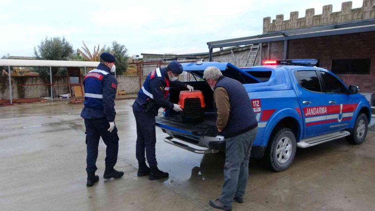Avcıların Vurduğu Şahin Otelin Tenis Kortunda Yaralı Halde Bulundu