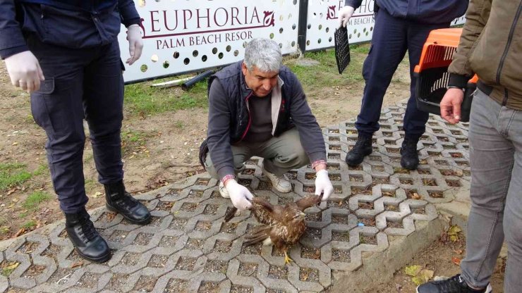 Avcıların Vurduğu Şahin Otelin Tenis Kortunda Yaralı Halde Bulundu