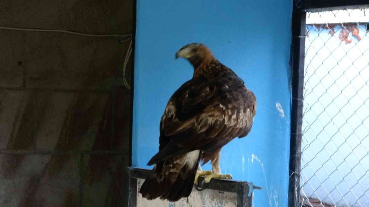 Avcıların Vurduğu Şahin Otelin Tenis Kortunda Yaralı Halde Bulundu