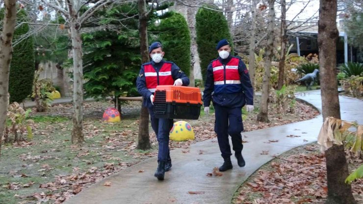 Avcıların Vurduğu Şahin Otelin Tenis Kortunda Yaralı Halde Bulundu