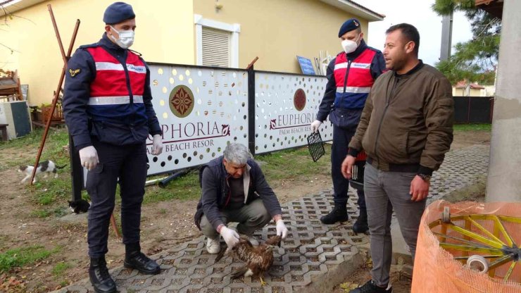Avcıların Vurduğu Şahin Otelin Tenis Kortunda Yaralı Halde Bulundu