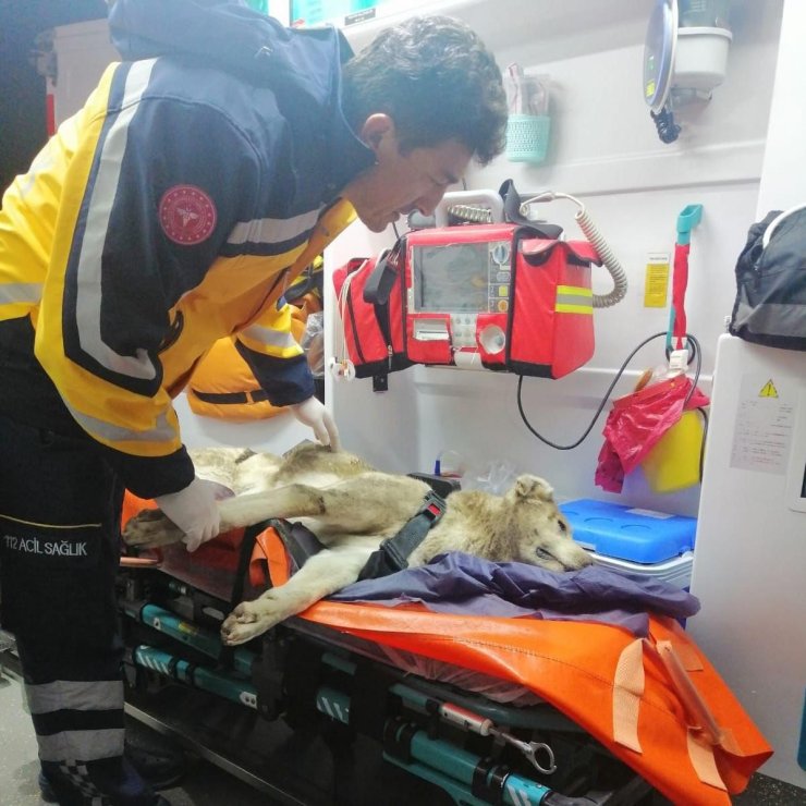 Yaralı Köpeğe İlk Müdahale 112’den Geldi