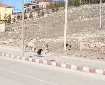Seyitgazi’de Köpek Dehşeti
