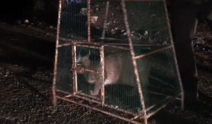 Kümese Giren Karakulak, Doğa Koruma Ekiplerini Harekete Geçirdi