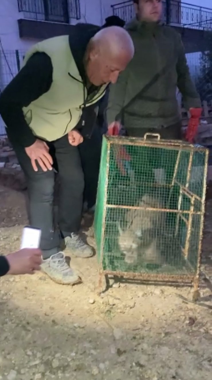 Kümese Giren Karakulak, Doğa Koruma Ekiplerini Harekete Geçirdi