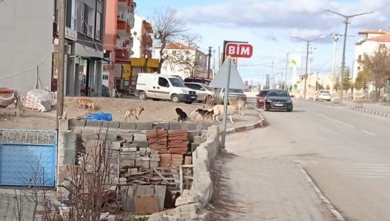 Seyitgazi’de Köpek Dehşeti