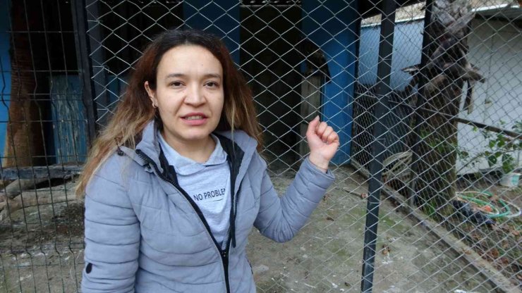 Avcıların Vurduğu Şahin Otelin Tenis Kortunda Yaralı Halde Bulundu