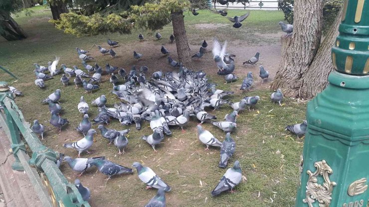 70 Yaşındaki Engelli Kadın Hem Para Kazanıyor Hem Kuşları Besliyor