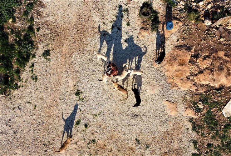 80 Hayvana Anne Oldu, 53 Köpek İle 27 Kediyi Sokaktan Kurtardı