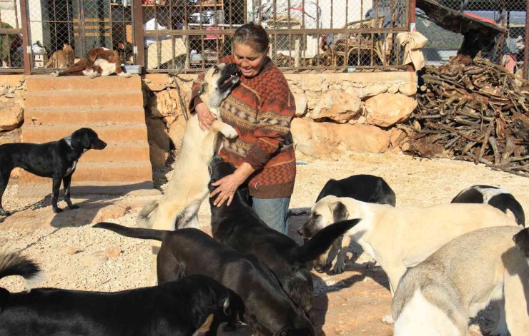 80 Hayvana Anne Oldu, 53 Köpek İle 27 Kediyi Sokaktan Kurtardı