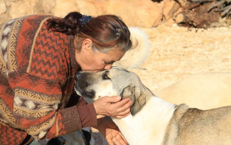 80 Hayvana Anne Oldu, 53 Köpek İle 27 Kediyi Sokaktan Kurtardı