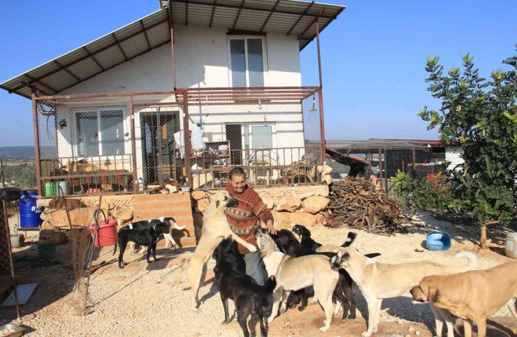 80 Hayvana Anne Oldu, 53 Köpek İle 27 Kediyi Sokaktan Kurtardı